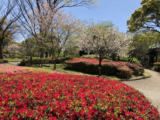 密を避けて春を愛でるマダム旅　福岡編その１　福岡市動植物園