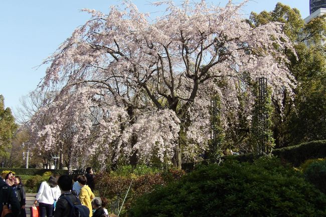 　山下公園にも枝垂れ桜が植えられているというので確認しに出掛けた。確かに枝垂れ桜が植えられているが、それがたったの3本だけである。しかも、2本は見栄えがしない。1本だけが堂々と咲き誇っている。その枝垂れ桜の周りに多くの人たちが集まっており、写真を撮っている。<br />　広い山下公園に枝垂れ桜を植えるのであれば、1ダースとか2ダースだろう。枝垂れ桜の桜並木にでもすべきである。何とみみっちいことか。<br />（表紙写真は山下公園の枝垂れ桜）