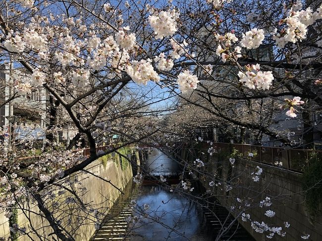 サクラの開花宣言がされた最初の週末。目黒川に花見に行きました。<br />目黒駅から、目黒川沿いを池尻大橋まで桜を見ながらのお散歩。そして渋谷駅まで。<br />約５キロの街歩きでした。<br />