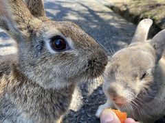 2020年晩冬　地図から消されたうさぎ島の大久野島をもふもふ散歩