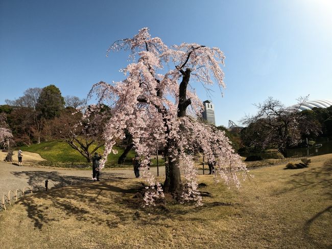 ソメイヨシノは開花初期だったけど<br />しだれ桜が満開でとてもきれいだった<br />花見ついでに神保町にある喫茶店にも立ち寄って<br />晴天の土曜日をのんびり過ごせた<br /><br />なお例によって動画製作だけで満足してしまい<br />静止画の旅行記は手抜きもいいとこ(・・;)<br /><br />https://youtu.be/IP4bLUN_ibE