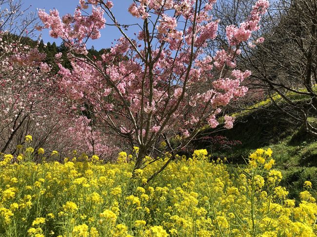 三連休の中日。<br />いつものように、朝コーヒーを飲んでいたら、広報誌の表紙の写真に目が止まりました。<br />一面の菜の花と桜や桃の木が山を包むように、黄・桃・赤・白色のグラデーション、春一色の風景…春を感じに行きたい！！<br />篭り続けていることにも限界を感じてきていた頃、今日はお天気もいいし…気がつくと車に乗っていました。<br />そんな出発だったので、後になりカメラを持っていないことに気づき…(..)<br />そんなこんなの日帰り旅でしたが、満開の菜の花に囲まれ、春の香りを味わい、ゆったりと流れる里山時間を満喫した１日となりました。<br />