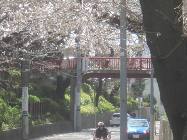 東京の今年の桜の開花は超早く3月13日(土)　観測史上最も早い開花だそうだ<br />あれから一週間が経ち､場所によっては満開にもなったよう<br />まだちょっと早いように思いますが､既に開花から一週間が経ち､来週になったら散っちゃうんじゃないかとも思って一か八か桜を見に行ってみました<br />今年は新型コロナの影響で､いつもほどはお花見宴会が行われておらず､お散歩をしながら桜を愛でるというスタイルが多いようですね<br /><br />【表紙の写真】桜坂の桜