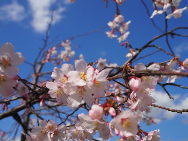 先週”福井県大野市”を訪れてその街並が気に入り、遠くもなく近くもなくそしてこの３連休のうち本日だけが晴れとの予想ということで、再び訪れることにした。