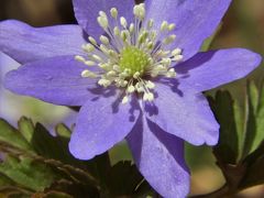 癒しを求めて早春の花々が咲く六甲高山植物園へ！