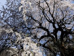 「茂林寺」のシダレザクラ_2020_満開です。（群馬県・館林市）