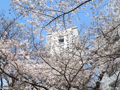 混雑を避けてお花見散歩＠ソフィア通り～外濠公園～靖国神社～千鳥ヶ淵