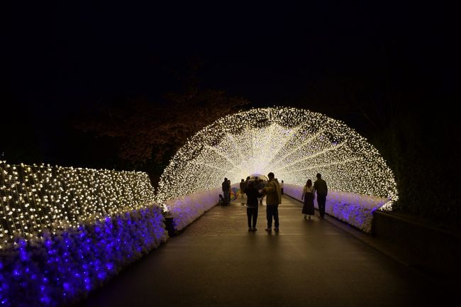 夜間照明と温室が見事な、なばなの里。夜は眩い光の洪水です。特に多様なベゴニアを集めた温室は見事です。また河津桜が満開に近く、日が暮れる前と夜桜を楽しむことができました。広い園内は一年中、四季折々の花で彩られていることでしょう。