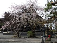 鎌倉本覚寺の枝垂れ桜は散り始めです－2020年