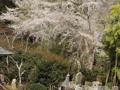 鎌倉安国論寺の枝垂れ桜はまだ満開です－2020年