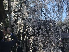 京都　４時間散策　東本願寺・金閣寺・平野神社・北野天満宮