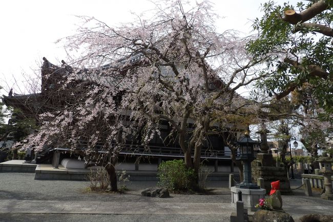 　3月19日（木）に満開となった鎌倉市小町1にある本覚寺の枝垂れ桜（https://4travel.jp/travelogue/11610458）は、3日経って散り始めになっている。しかし、満開の時よりも多くの人たちが写真を撮っている。スマホで撮る行き掛かりの人もいるが、1眼レフを構えている人の方が圧倒的に多い。すなわち、本覚寺の枝垂れ桜を撮りに来ていて、間に合わなかった人たちが多いということだ。<br />　私のブログを見た人であれば、今日になって出掛けて来る人はいないだろう。悲しいかなグーグルやヤフーの検索では中々ヒットしない4travel.jpであるから、これも致し方ないことか。<br />（表紙写真は散り始め本覚寺の枝垂れ桜）