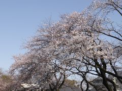 里見公園の桜☆2020/03/21