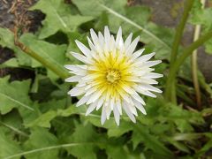 名越坂踏切脇の白花タンポポ