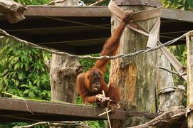 動物ずくめのシンガポールひとり旅 15 シンガポール動物園 レプトピアの部