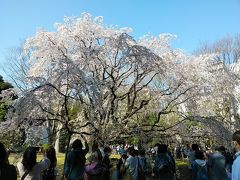 東京２０２０桜　【３】六義園