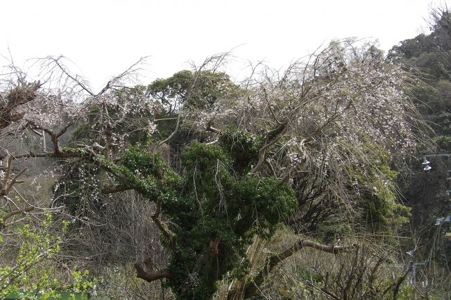 　名越坂踏切脇の枝垂れ桜は咲き始めである。数年前に枝が払われ、枝振りが回復しないままだ。そのために、開花してもぱっとしないことが続いている。もうわざわざ見に行くまでもないのかも知れない。<br />（表紙写真は名越坂踏切脇の枝垂れ桜）