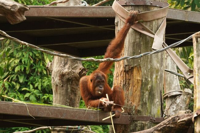 動物ずくめのシンガポールひとり旅 15 シンガポール動物園 レプトピアの部 シンガポール シンガポール の旅行記 ブログ By しろんさん フォートラベル