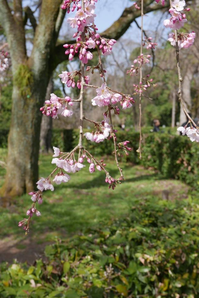 今年は暖冬の影響か全国的に桜の開花が早く、京都でも例年になく開花が早いとの予想が出ていて、それならば３月の３連休中にあたる２１日の弘法市の時も桜が咲いているのでは？という話になりました。<br /><br />これを書いている４月上旬、新型コロナウィルスの影響で京都府からの、京都府内と首都圏及び関西圏での移動自粛の要請が出ておりますが、この時点では「京都空いていて、快適。新幹線もガラガラ」との情報を聞きこんだもので、３日前に予約を入れて出かけました。いつもの１DAY京都を利用しての日帰り京都です。<br /><br />母とのお出かけだったので、<br />マスク着用、アルコール除菌付きウエットティッシュ及びアルコール除菌液を持参。<br />京都での移動はタクシー。見学場所は屋外のみ、食事は込み合わないところを選びました。<br />この時点では、持病有りが感染や重症化につながるとされていたので、高齢でも持病がなく元気な母なので、決行しました。<br />翌週の３月末には感染が拡大し、軽率だったと反省する反面、感染拡大前に京都の桜を見たがっていた母に見せてあげることができて良かったと思っています。<br /><br />早くこの事態が収束することを祈りつつ。。。