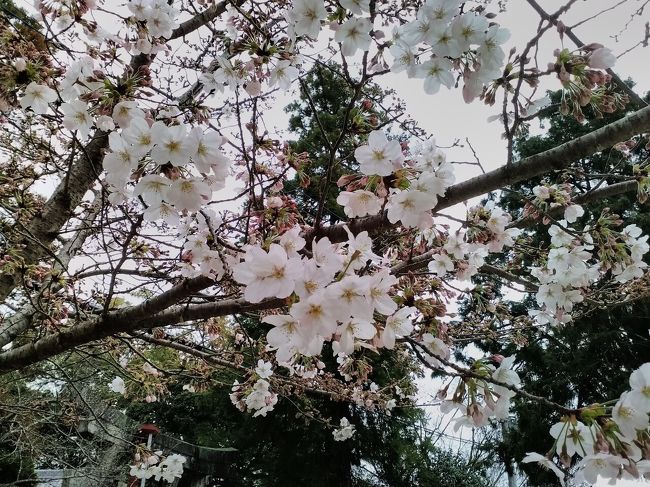 今年の福岡市の桜開花宣言は３月２１日でした。昨年と同日で例年よりは２日早い開花宣言です<br />大濠公園にある福岡管区気象台の標本木の開花で開花宣言となります<br />本日(3/22)は車で福岡市西方面の３神社の桜の花見をしてきましたが今週末が満開予想の通りまだ咲き始めたばかりでした<br />今週末は是非、満開の桜見物に行けたらと思っています<br />最初に訪れたのは鷲尾愛宕神社、次に飯盛神社、最後に紅葉山八幡宮です<br />三社参りもしました<br />その中で飯盛神社周辺の桜が一番早く咲き始めていました<br />表紙の写真は飯盛神社のソメイヨシノです<br />