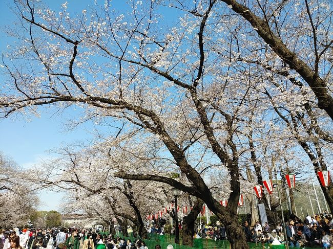 東京２０２０桜　【２】上野公園