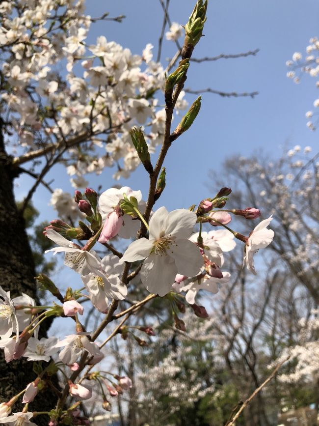 今年のお彼岸はお天気に恵まれましたね。近所の与野公園もこの連休で桜が開花しました。<br /><br />年々桜の開花が早まっていますが、まさかお彼岸の最中にお花見をするとは！<br /><br />少し風がありましたがポカポカ暖かくて春を満喫しました。<br />