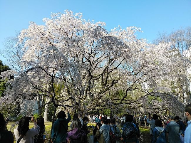 2020年に入り、新型コロナウィルスが日本を含めて世界中に蔓延しているさなか、桜のシーズンが到来しました。今年は例年以上に暖冬で、都心では3月14日に開花した所もあります。<br />その翌週3連休および平日1日、新型コロナウィルスのため国内旅行もためらわざるを得ないため、都心および埼玉県の桜を廻りました。開花して1週間経過しましたが、ほとんどの場所で満開まではまだ先の状態でしたが、青空の絶好の天気で美しい桜並木を満喫できました。ソメイヨシノよりも早咲きの六義園の枝垂れ桜は満開で、物凄い美しい光景を眺められました。<br /><br />---------------------------------------------------------------<br />スケジュール<br /><br />★3月21日　自宅－東急東横線中目黒駅　目黒川桜並木観光－<br />東急・東京メトロ渋谷駅－東京メトロ青山1丁目駅　青山霊園桜並木観光－<br />（徒歩）東京メトロ六本木駅－東京メトロ上野駅　上野公園桜並木観光－<br />JR駒込駅－六義園観光－自宅　<br />　3月22日　自宅－JR池袋駅　法明寺観光－神田川沿い桜並木観光－（徒歩）東京メトロ江戸川橋駅－東京メトロ九段下駅－東京メトロ三越前駅－東京メトロ浅草駅　隅田川沿い桜並木観光－自宅　<br />　3月24日　自宅－東京メトロ九段下駅　千鳥ヶ淵桜並木観光－<br />靖国神社観光－東京メトロ新宿三丁目駅　新宿御苑観光－JR千駄ヶ谷駅－<br />JR代々木駅－JR原宿駅　代々木公園観光－自宅　