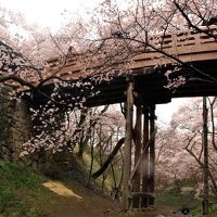 思ひ出つづり③　小雨に煙る高遠小彼岸桜