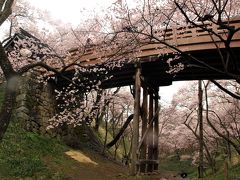 思ひ出つづり③　小雨に煙る高遠小彼岸桜