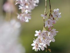 いろいろあっても桜を楽しむ2020。ソメイヨシノはもうちょいだったので、六義園のしだれ桜