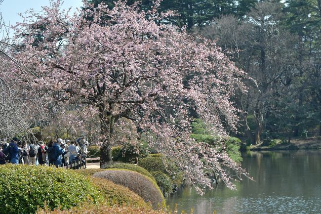 ニュータイプか。<br /><br />どうも、ぬきじゅんです。<br /><br />今年はどこへ桜を撮りに行こうかなんて考えていましたが、なんだかそんな雰囲気じゃなくなっちゃいましたね。<br /><br />みなさま色々大変だと思いますが、頑張って乗り越えましょう。<br /><br />フォースとともにあらんことを！<br /><br /><br /><br />