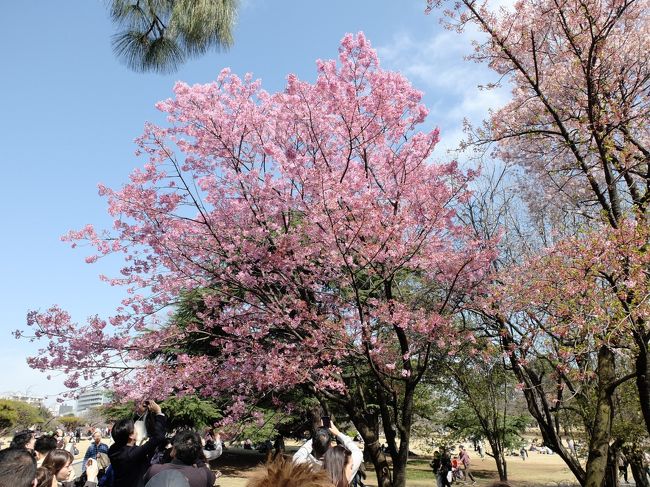 東京の桜の開花宣言が出されたのが3月14日。1週間後の21日、新宿区内藤町ある「新宿御苑」に春の陽気に誘われ行ってきました。無料開園日とかさなり新型コロナ騒ぎはどこえやら、賑わっていました。