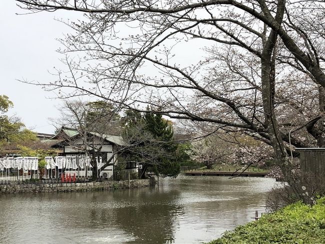 まだ一分咲き、鎌倉のお花見