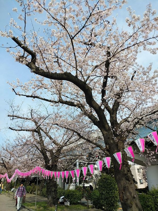 東京２０２０桜　【５】隅田川