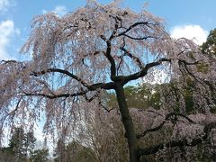 初めての京都御苑。早咲きのしだれ桜①おもに桜