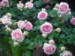 ２０１９年５月　山口県・宇部市　ときわ公園でフリマがあり、そのあとバラを見に行きました。