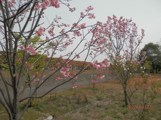 22日曜午前旭東公園　<br />２００３２２－１０３２．湿地を渡った先に２本の桜。濃いピンクで咲いています。<br />目的地に行くときに入る車を見かけました。いつも素通りばかりなので寄ってみました。公園内は風が吹かなくて、上着を脱ぐくらいにあったかい日になりました。今年は３月２０日の金曜が春分の日。春彼岸の日曜日。３連休の最終日。少ないけれどもお参りの人の話し声が聞こえてきました。<br />