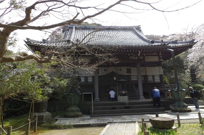 　鎌倉市大町4にある安国論寺は日蓮宗の寺で妙法華経山安国論寺という。建長5年(1253年)、安房から鎌倉に入った日蓮上人が松葉が谷に来て、初めて草庵を結んだ（3つある）所の一つとされる。文応元年(1260年)日蓮上人39歳の時、ここの岩窟で「立正安国論」を著して前執権・北条時頼に建白した。日蓮上人は、20年この地で過ごしたが、その聖跡に弟子の日朗上人が安国論窟寺を建てたのがこの寺の始まりである。寺の名はそれにちなんでいる。本尊?は久遠実成本師釈迦牟尼仏である。<br />　妙法桜（日蓮の杖が根付いたとされる市原虎の尾という品種のヤマザクラ）や海棠、樹齢350年と言われる山茶花が知られている。しかし、海棠はかつての樹勢はない。<br />　安国論寺には山門前と境内にそれぞれ枝垂れ桜が2本づつ植えられている。山門前の枝垂れ桜は開花時期が異なり、境内の枝垂れ桜はここ鎌倉では開花が最も早い部類になる。染井吉野が満開となる頃には3本の枝垂れ桜は散ってしまっていることが多い。裏山の山門側や墓地橋にも大島桜などの桜が植えられている。<br />　今日は春分の日を含む3連休の最後の休みだ。墓地では檀家の人たちが家族連れで来て墓掃除を行い、参拝している。この時期（お彼岸の中日）に枝垂れ桜が満開になることはなかったという。枝垂れ桜の元での墓掃除と墓参りになっている。<br />（表紙写真は安国論寺本堂）