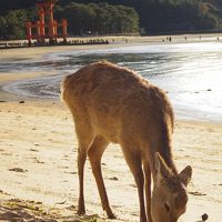 春の宮島へ