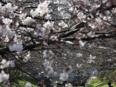 7分咲きの桜並木、横浜都築江川せせらぎ緑道へ。