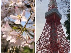 桜を見ながらブラブラ散歩【六義園】から【東京タワー】まで