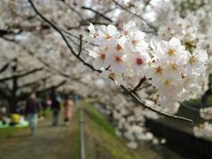 【お花見散策】善福寺川　見頃を迎える桜