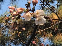 3月23日～まだ蕾の桜?四日市