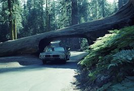 Sequoia National Park, CA 1979.