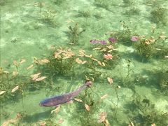 モネの池と下呂温泉と飛騨牛