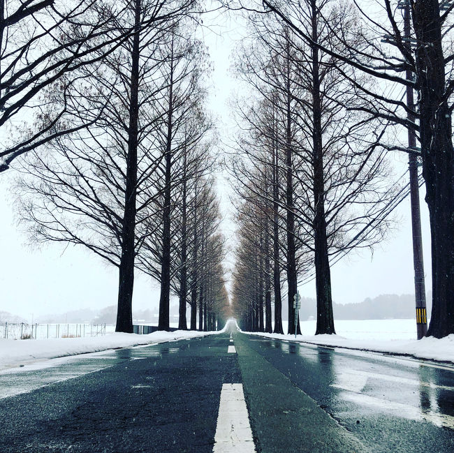 雪のメタセコイア並木道へ。<br />また琵琶湖西を車で走るとき、いつも気になっていた湖畔の鳥居へ。