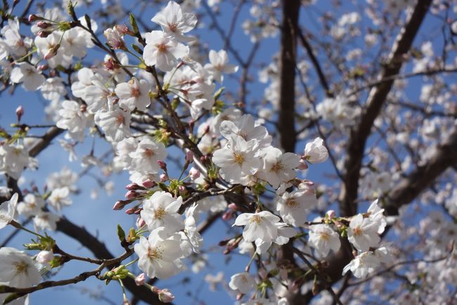 播磨坂の桜がいっきに咲き始めたので、散策に行ってきました。