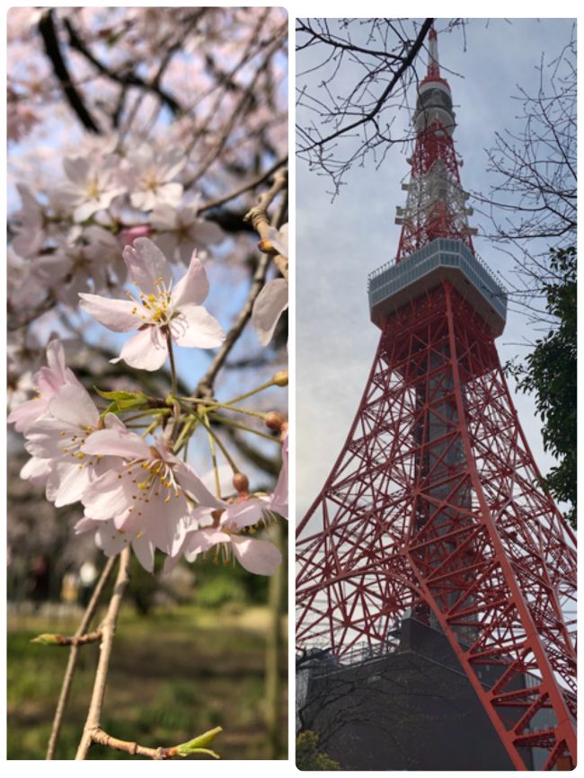 散歩しながら気分転換に桜を見てきました。歩いてみると、いろんな発見があって楽しいですね。