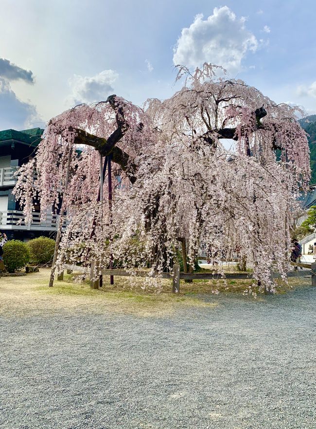 身延山久遠寺のしだれ桜が満開を迎えたと聞き、見に行ってきました。<br />久遠寺に行く前に河口湖へも寄り道した日帰りプチ旅行です。