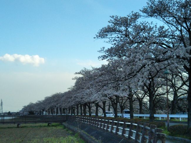 丸広あたりから、蔵の街を経て、伊佐沼へ。<br />今のとこ7部咲きくらいですかね。